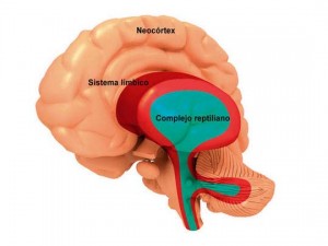 cerebro_uno_y_trino_articulo_landscape