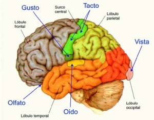 dibujo-de-corteza-cerebral