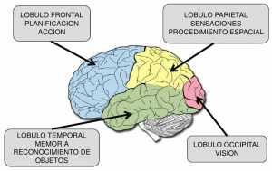 como-aprende-el-cerebro-a-lo-largo-de-15-728