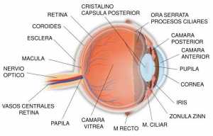 el_ojo_humano5-tema-11_4