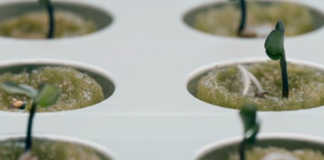 CULTIVA VERDURAS EN CASA CON IKEA KIT JARDÍN HIDROPÓNICO